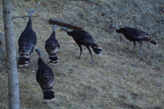 turkeys.jpg